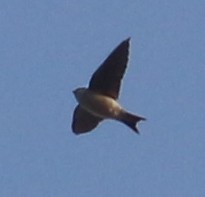 house-martin sp. - Anonymous