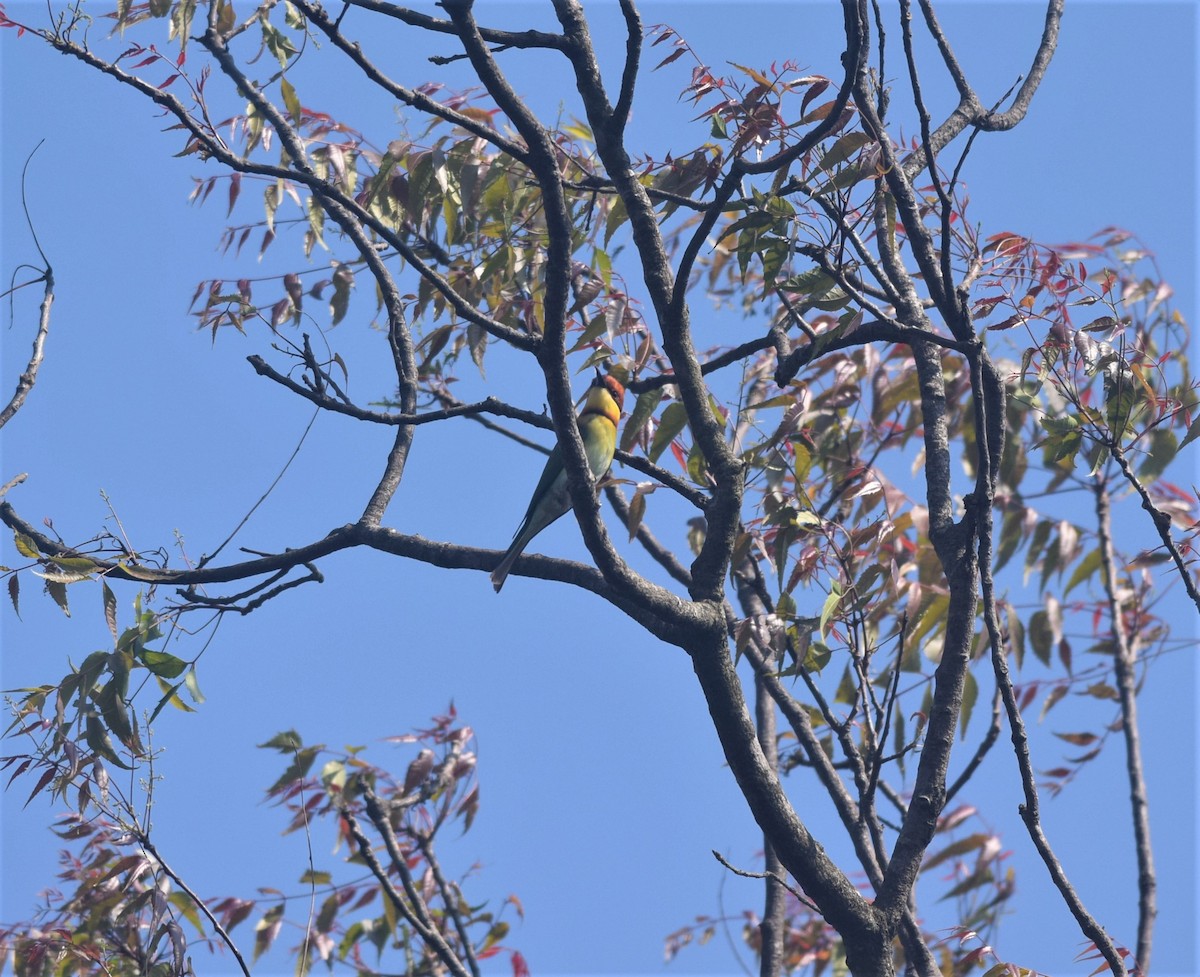 Chestnut-headed Bee-eater - ML311312611