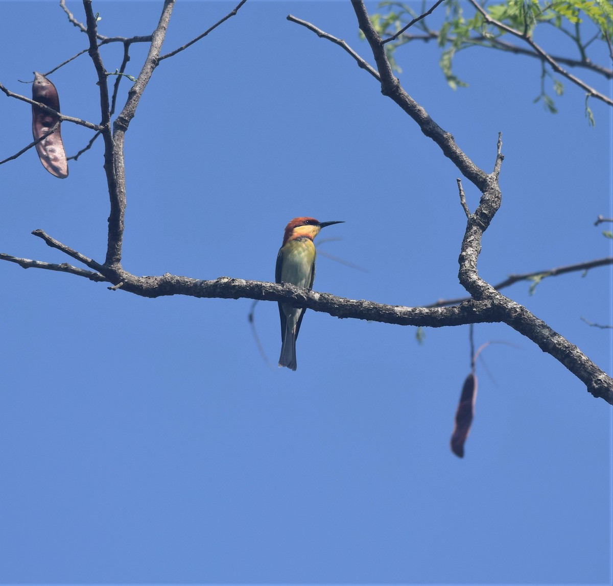 Chestnut-headed Bee-eater - ML311312621