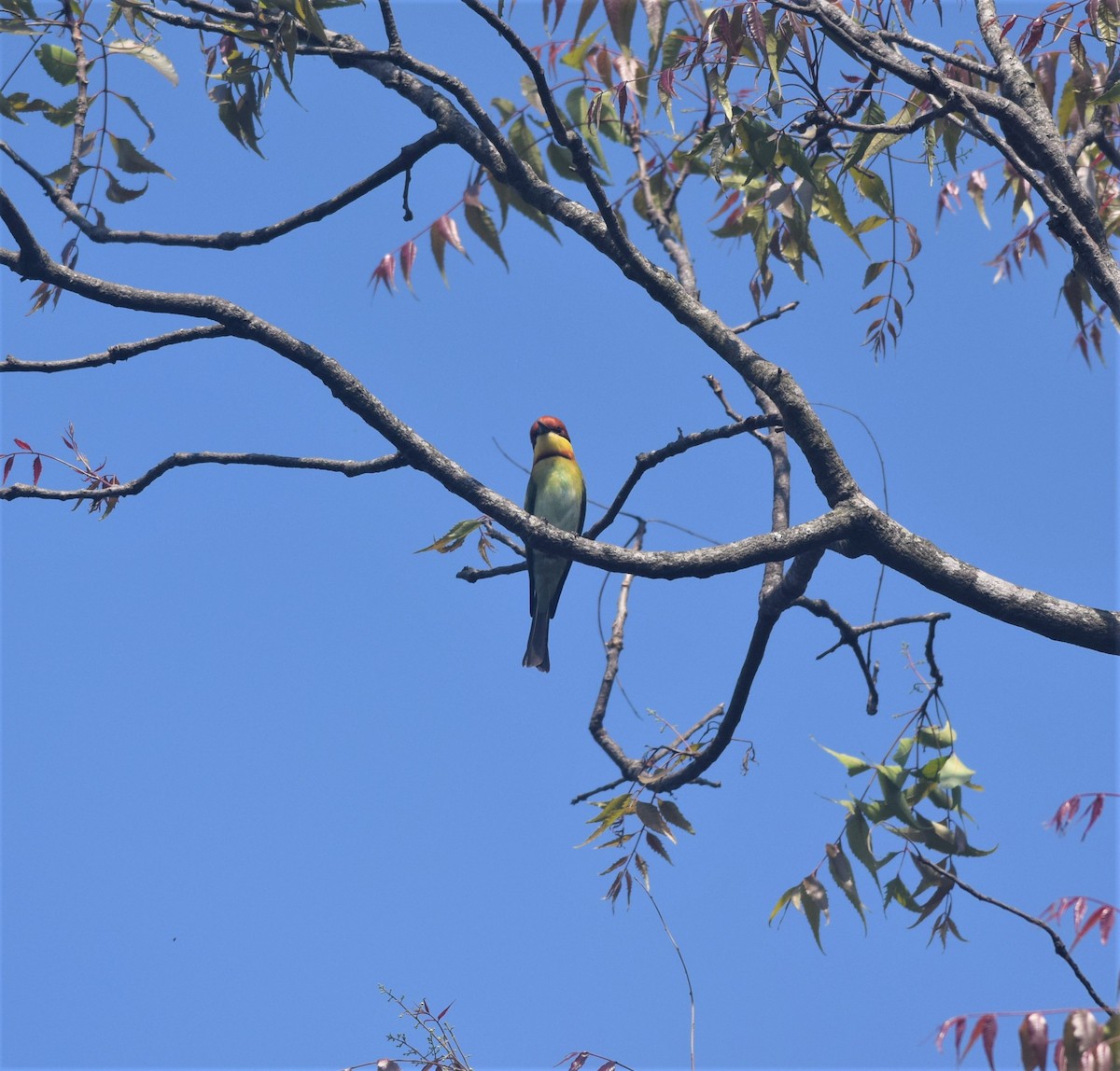 Chestnut-headed Bee-eater - ML311312631