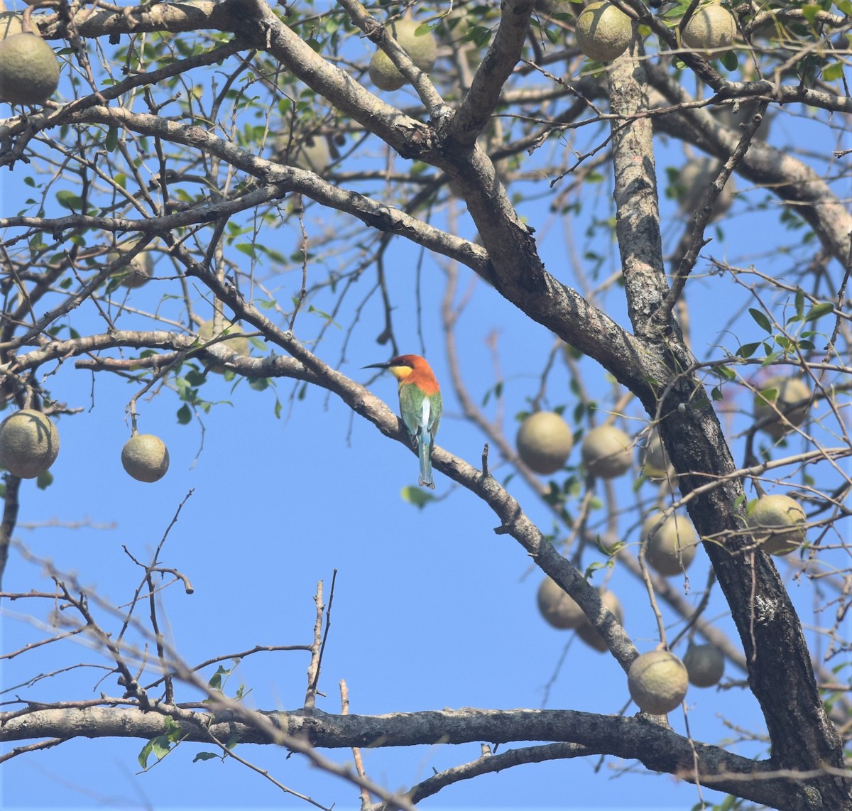 Chestnut-headed Bee-eater - ML311312691