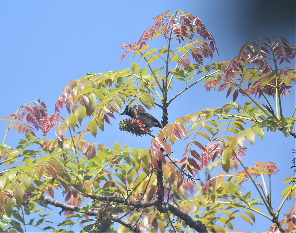 Red-vented Bulbul - ML311312831