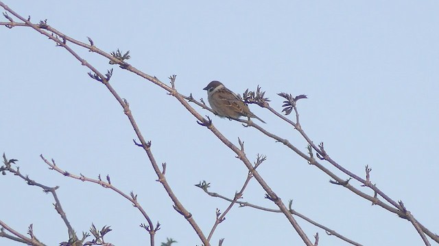 Eurasian Tree Sparrow - ML311313451