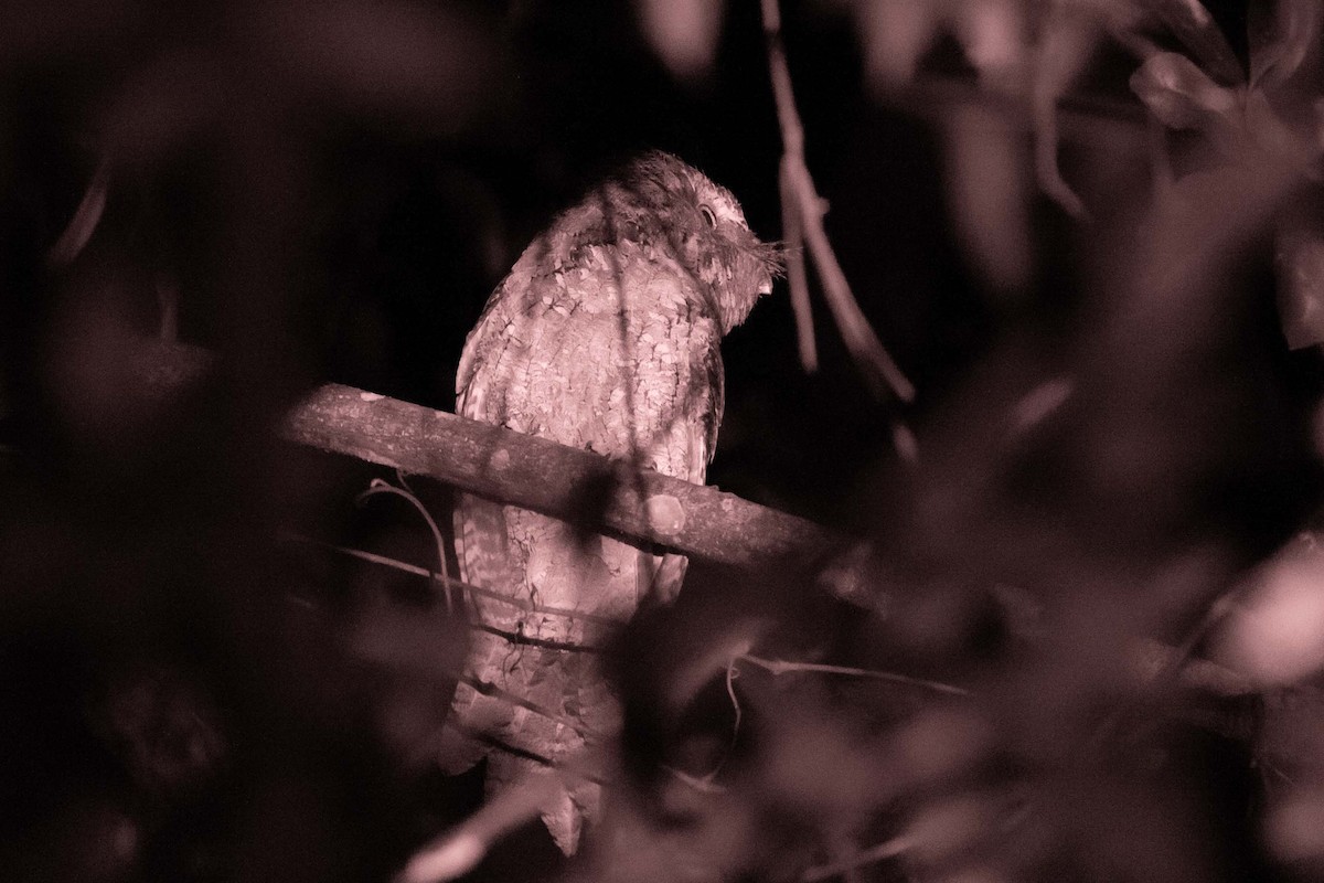 Marbled Frogmouth - ML311315141