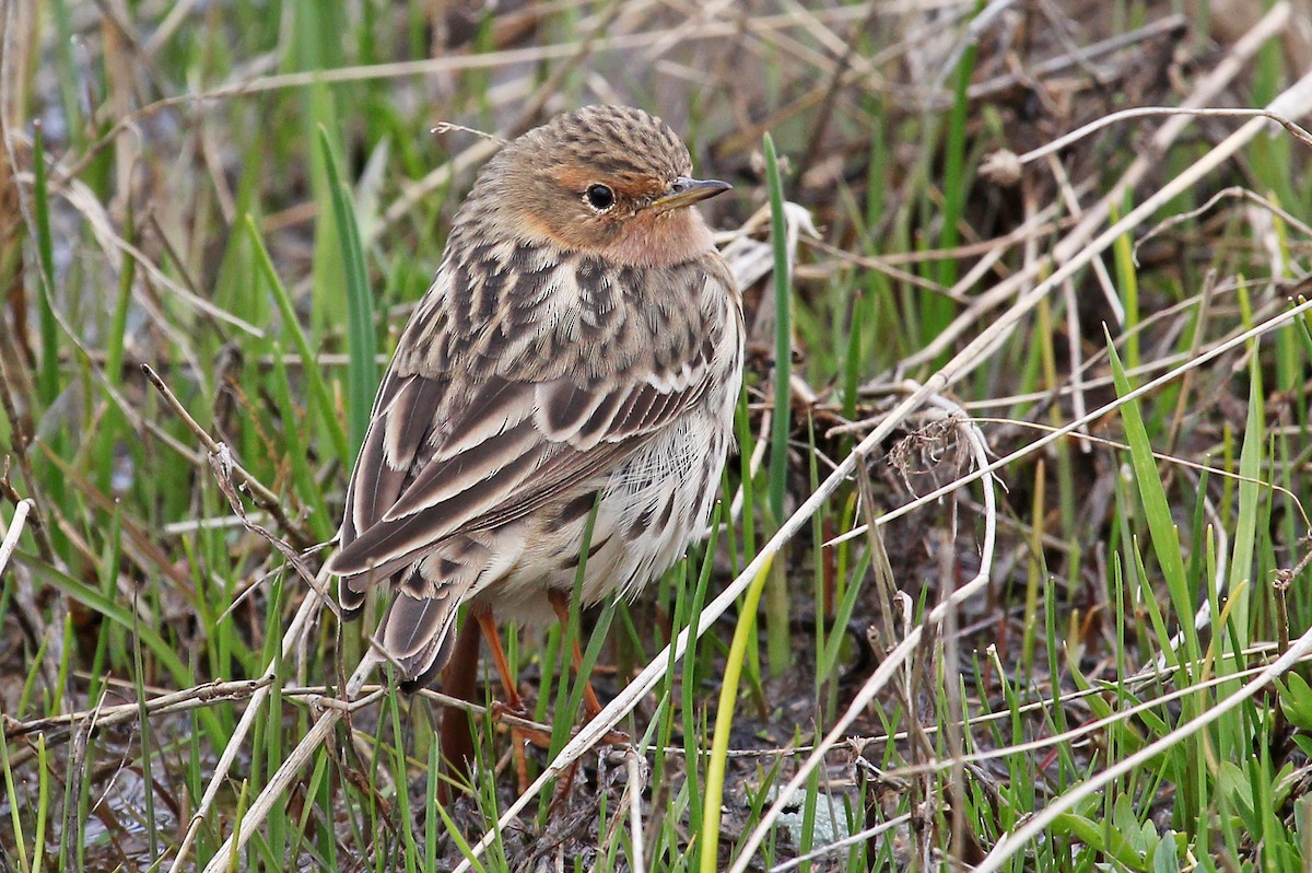 Red-throated Pipit - ML311321021