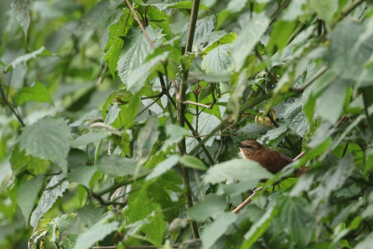 Evergreen-forest Warbler - ML311328381