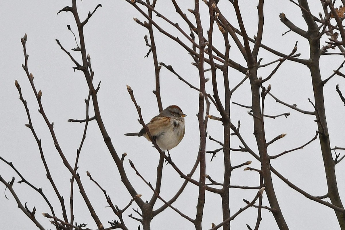 American Tree Sparrow - ML311329231