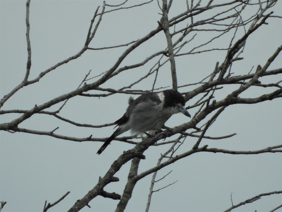 Gray Butcherbird - ML311330831