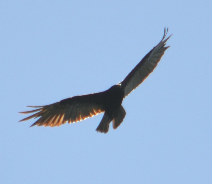 Turkey Vulture - ML311331911