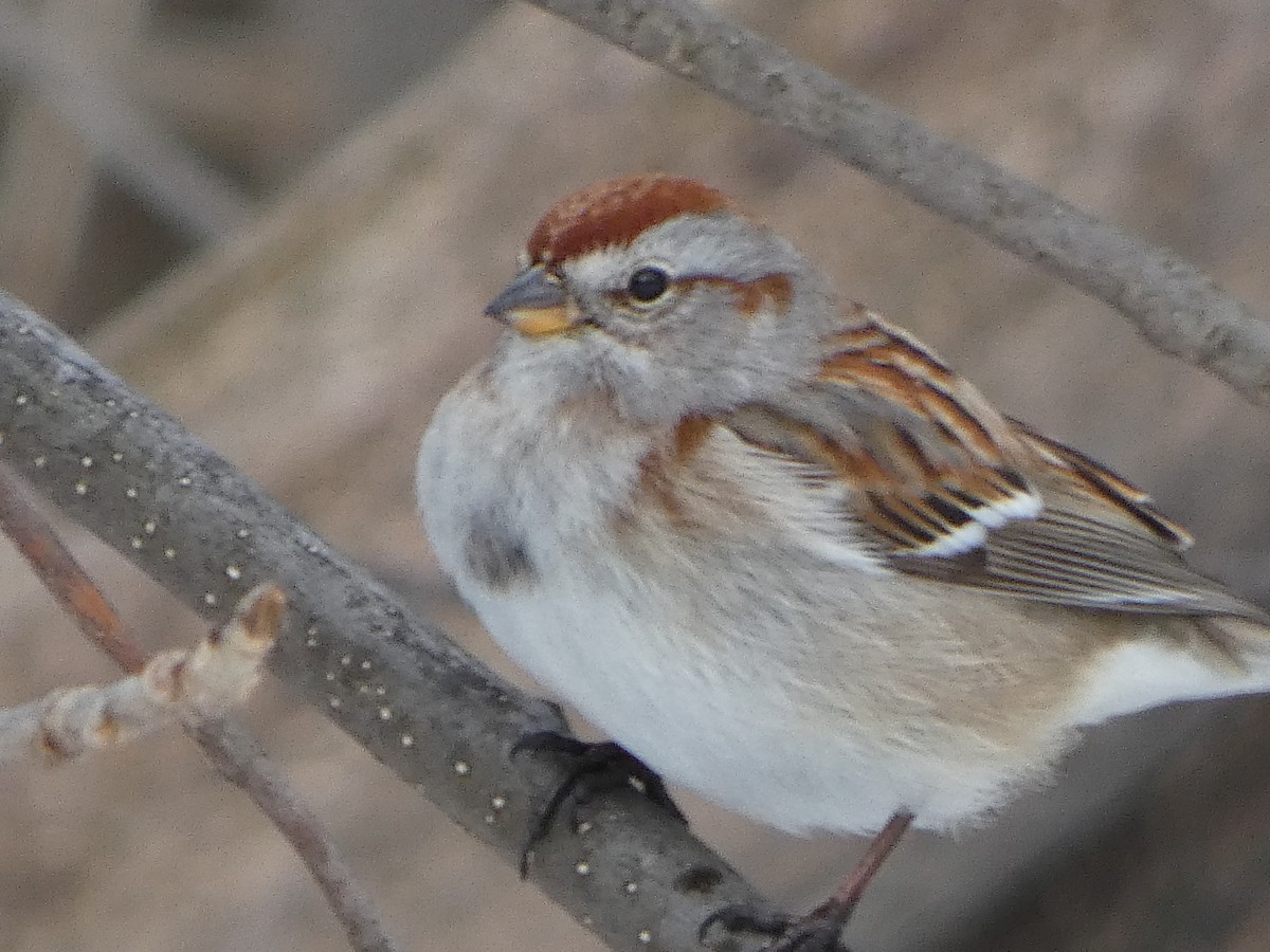 American Tree Sparrow - ML311334781