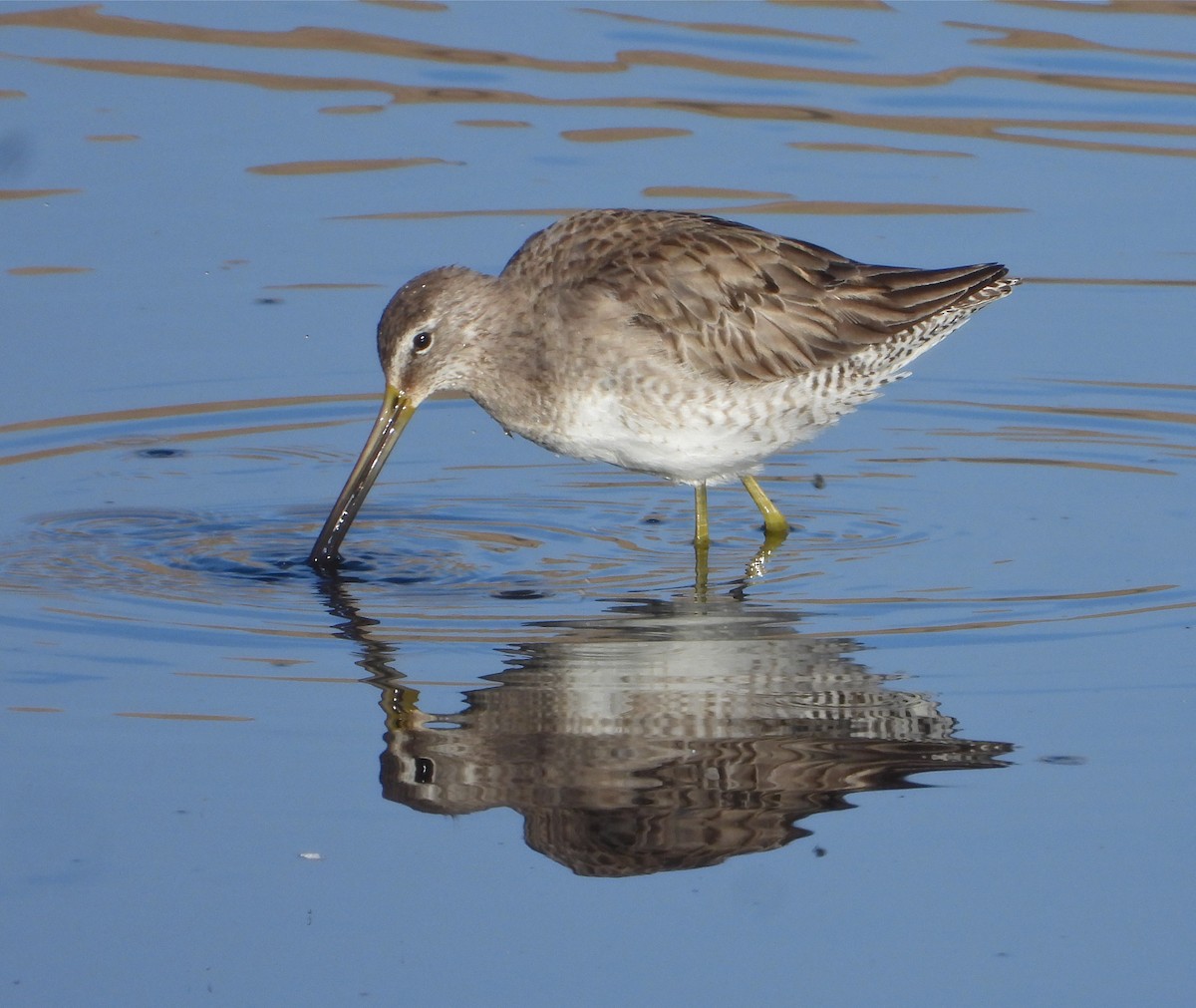 Long-billed Dowitcher - ML311335191