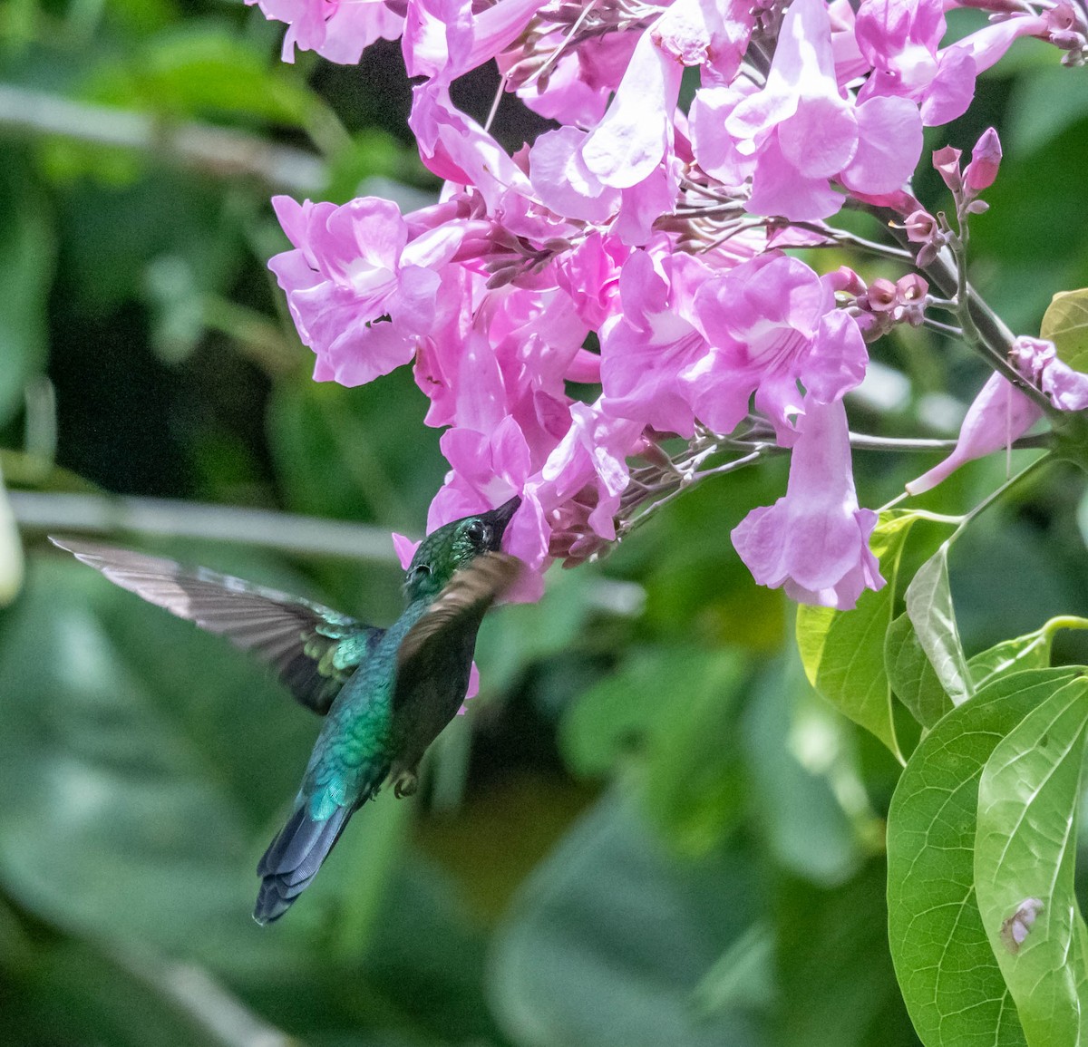 kolibřík nymfový - ML311337261