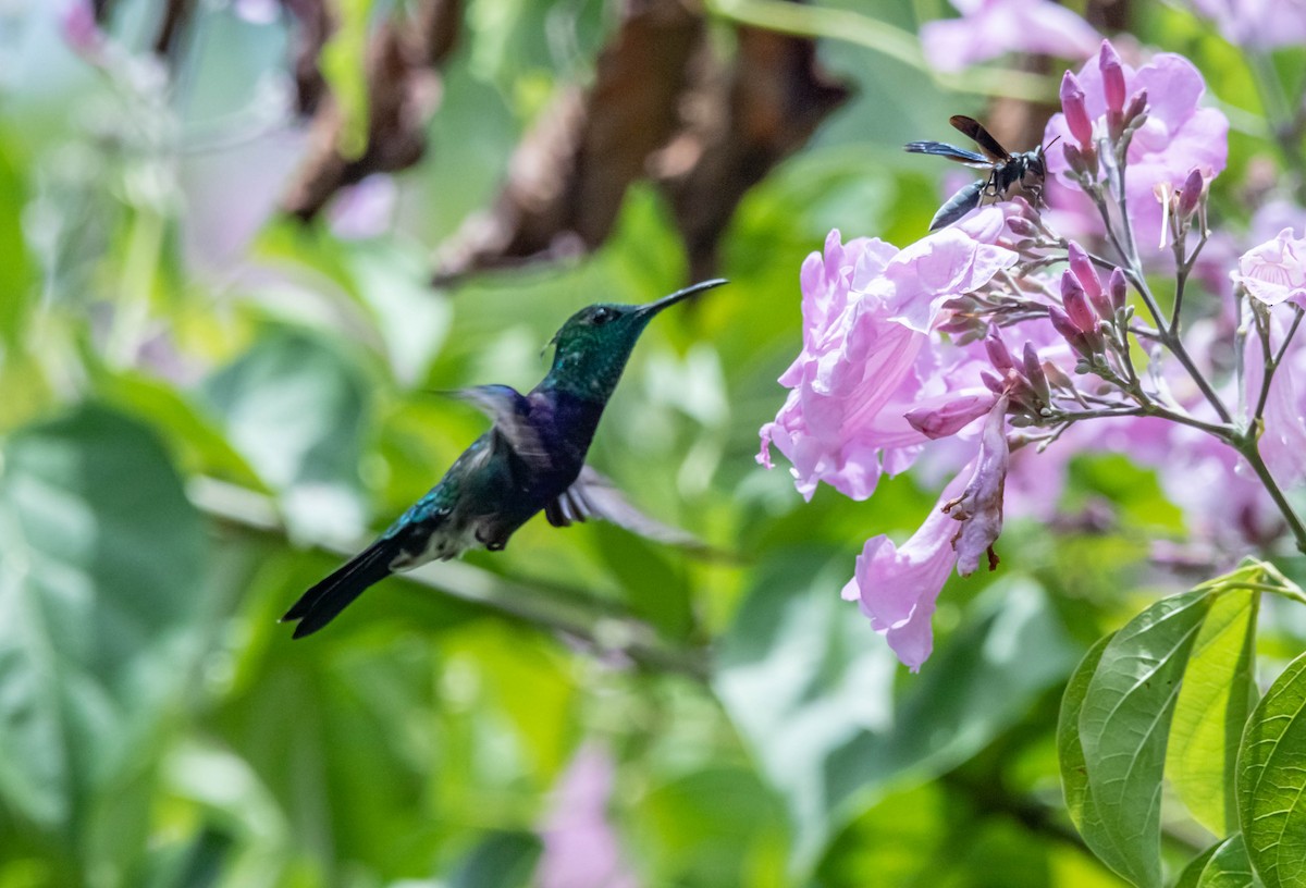 kolibřík nymfový - ML311337291