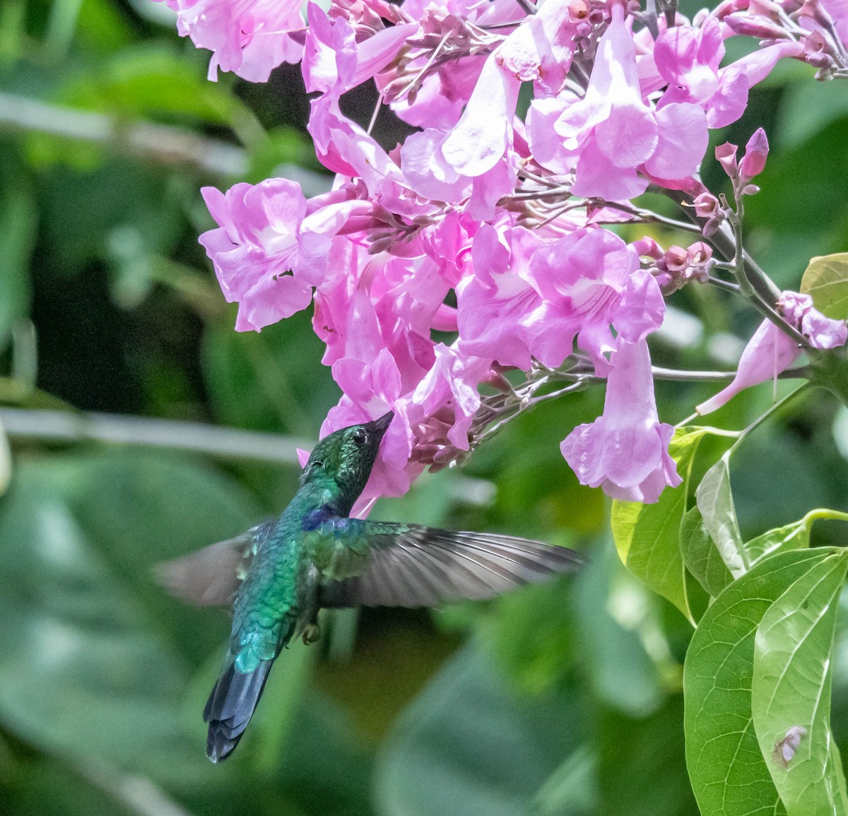 kolibřík nymfový - ML311337321