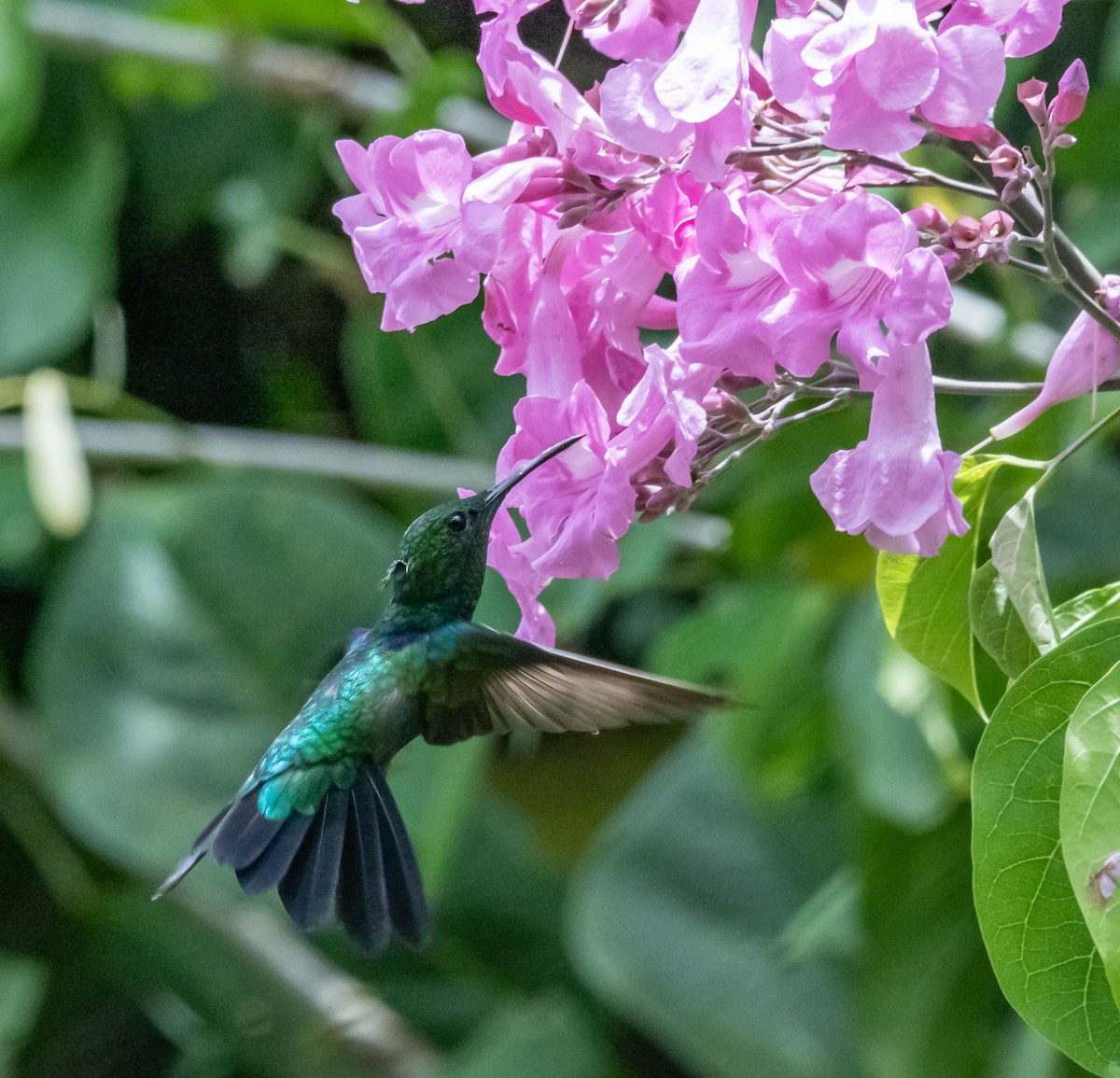 kolibřík nymfový - ML311337341