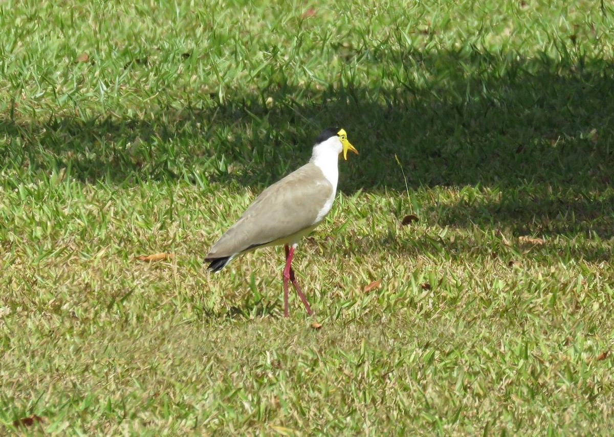 Masked Lapwing - Roger Boyd