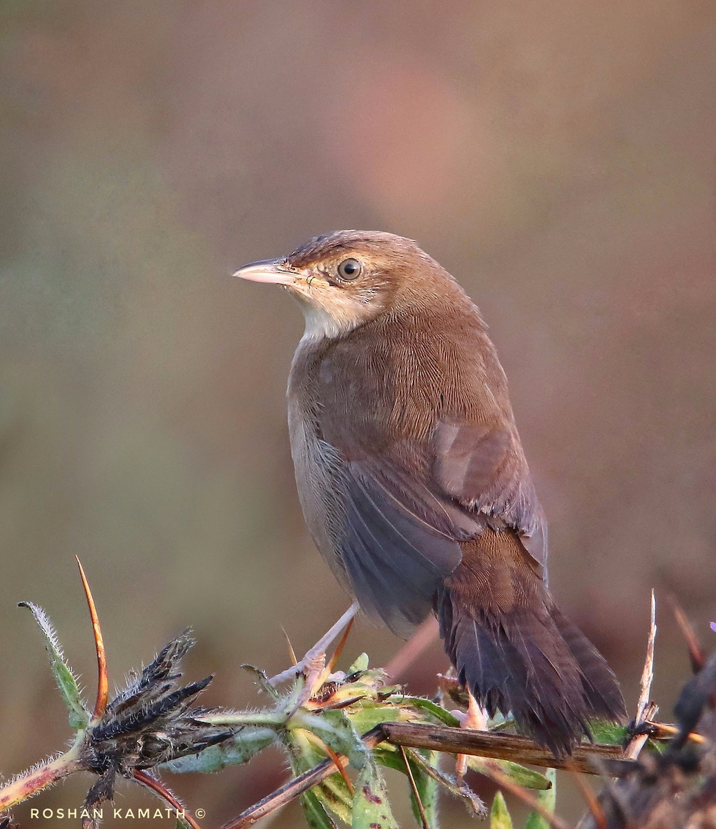 Broad-tailed Grassbird - ML311345631