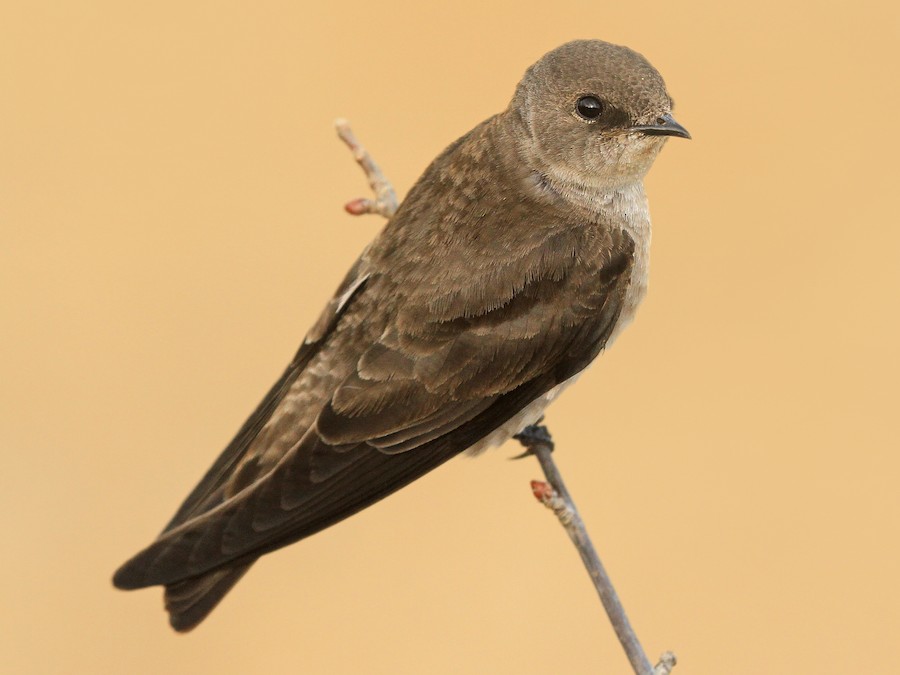 Northern Rough-winged Swallow - Mass Audubon eBird