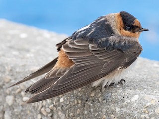  - Cave Swallow