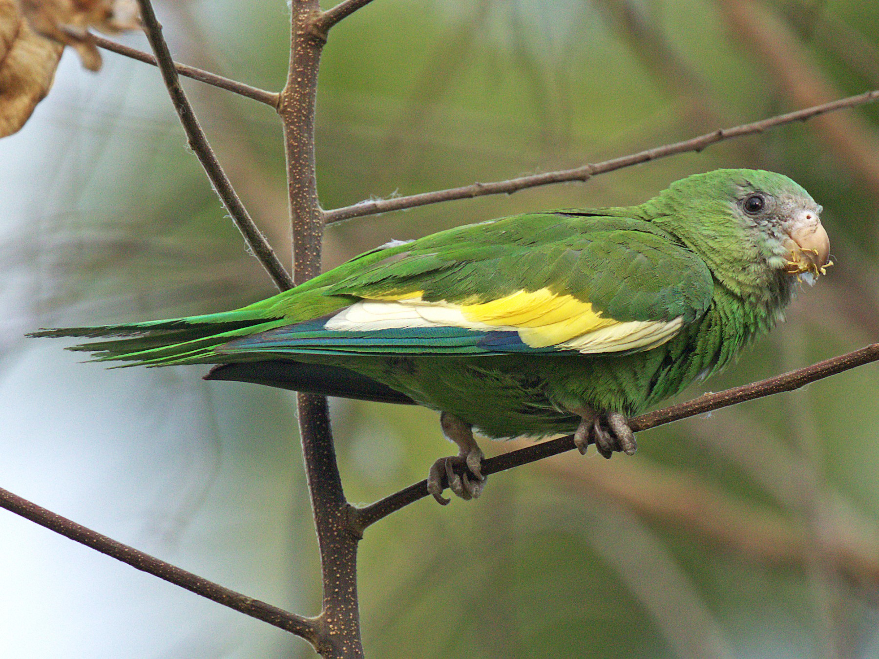 White-winged Parakeet - eBird