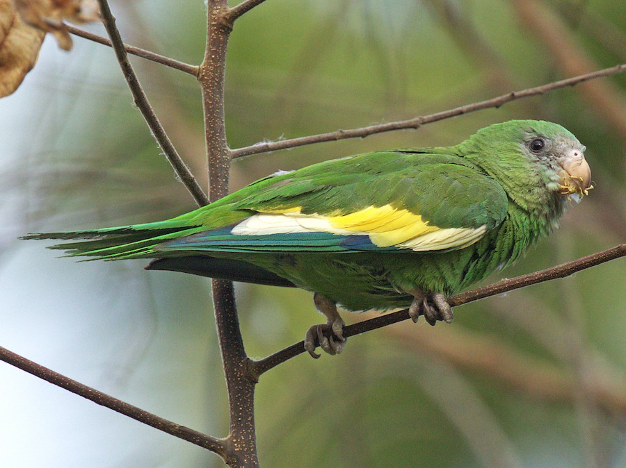 Canary winged parakeet store price