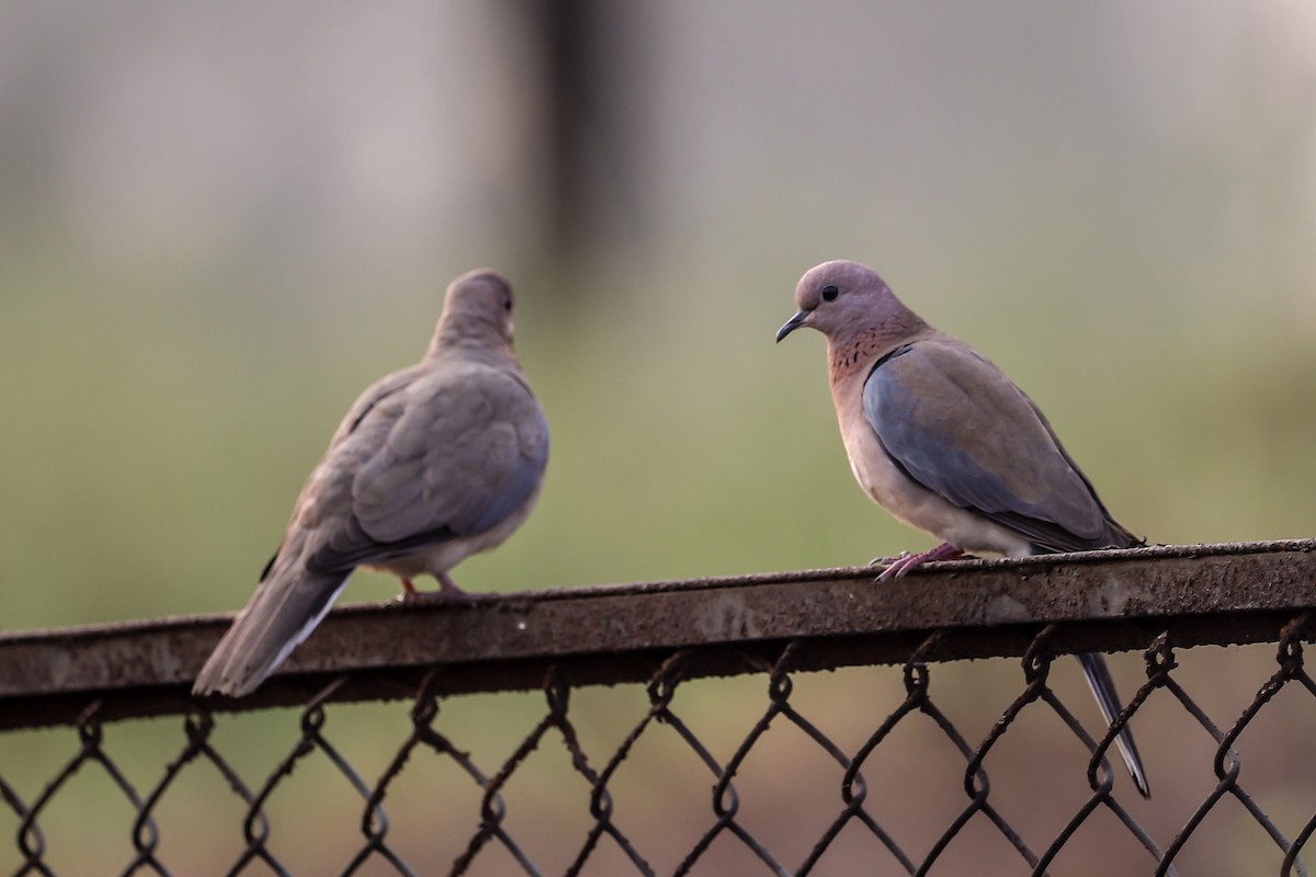 Laughing Dove - ML311352841