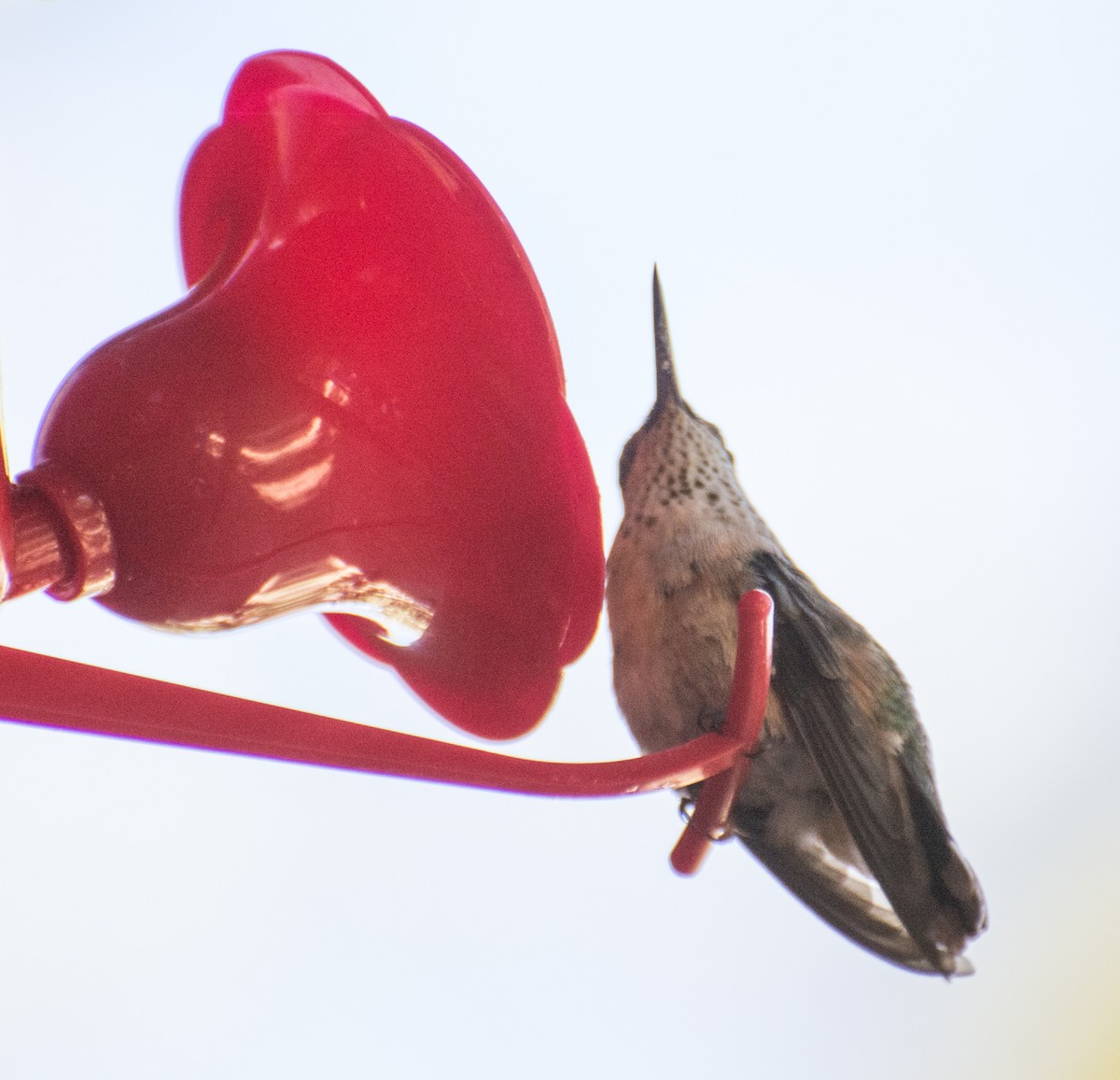 Calliope Hummingbird - Kim Moore