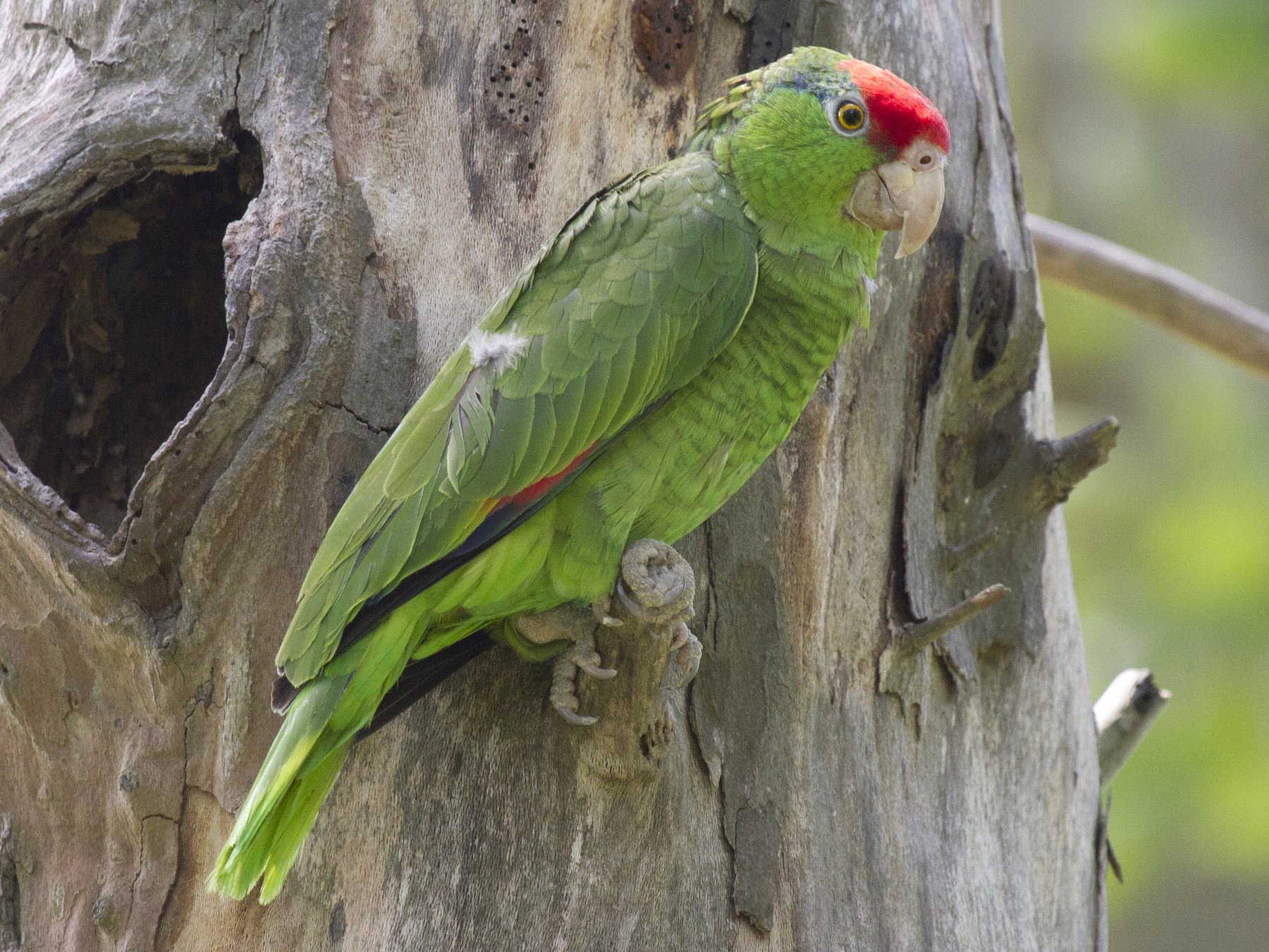 Red-crowned Parrot - Liam Wolff