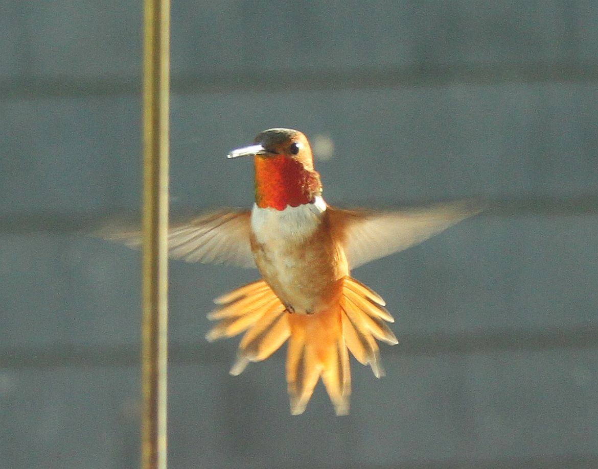 Rufous Hummingbird - ML311356741