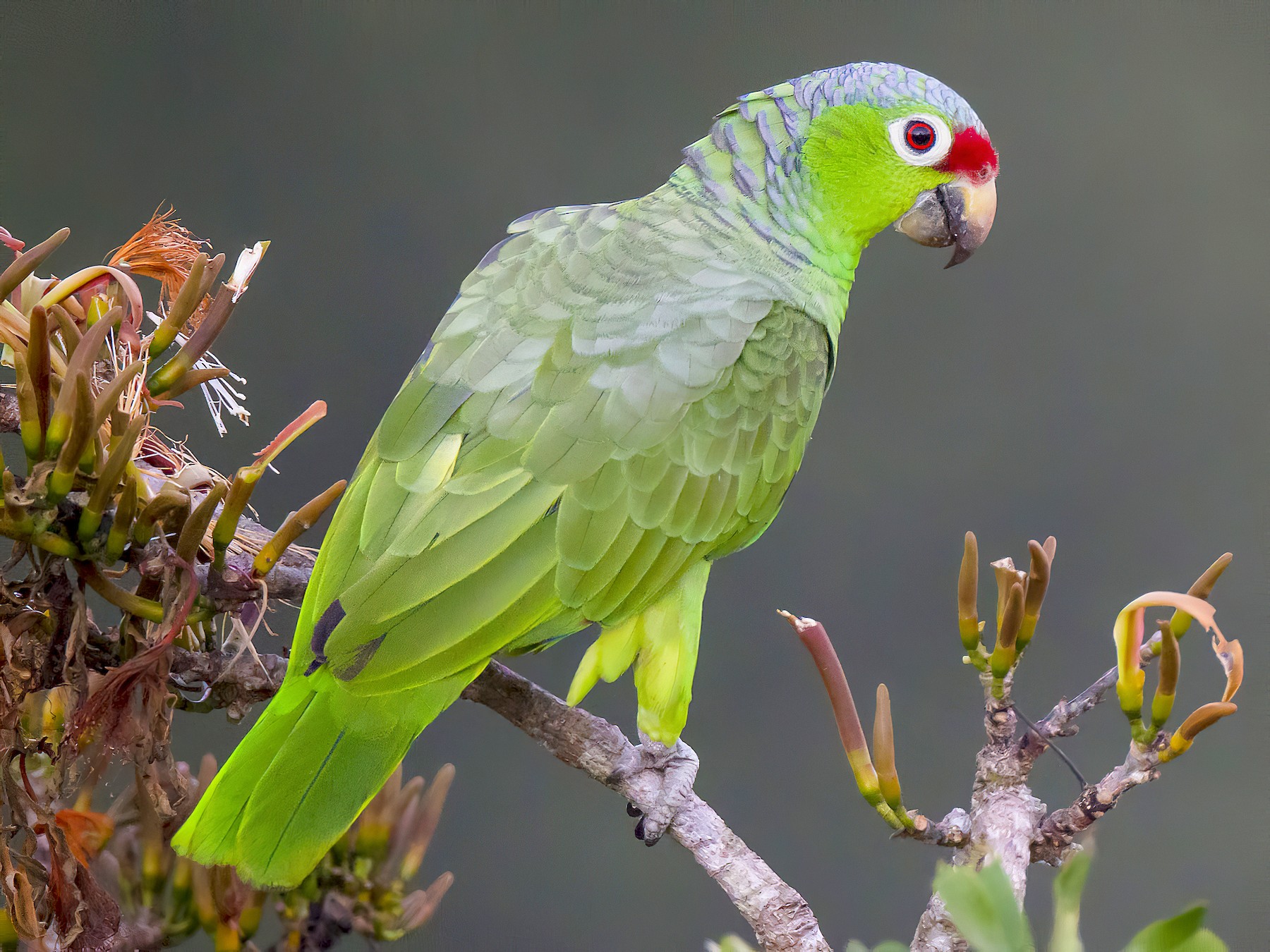 Red-lored Parrot - Paul Jones