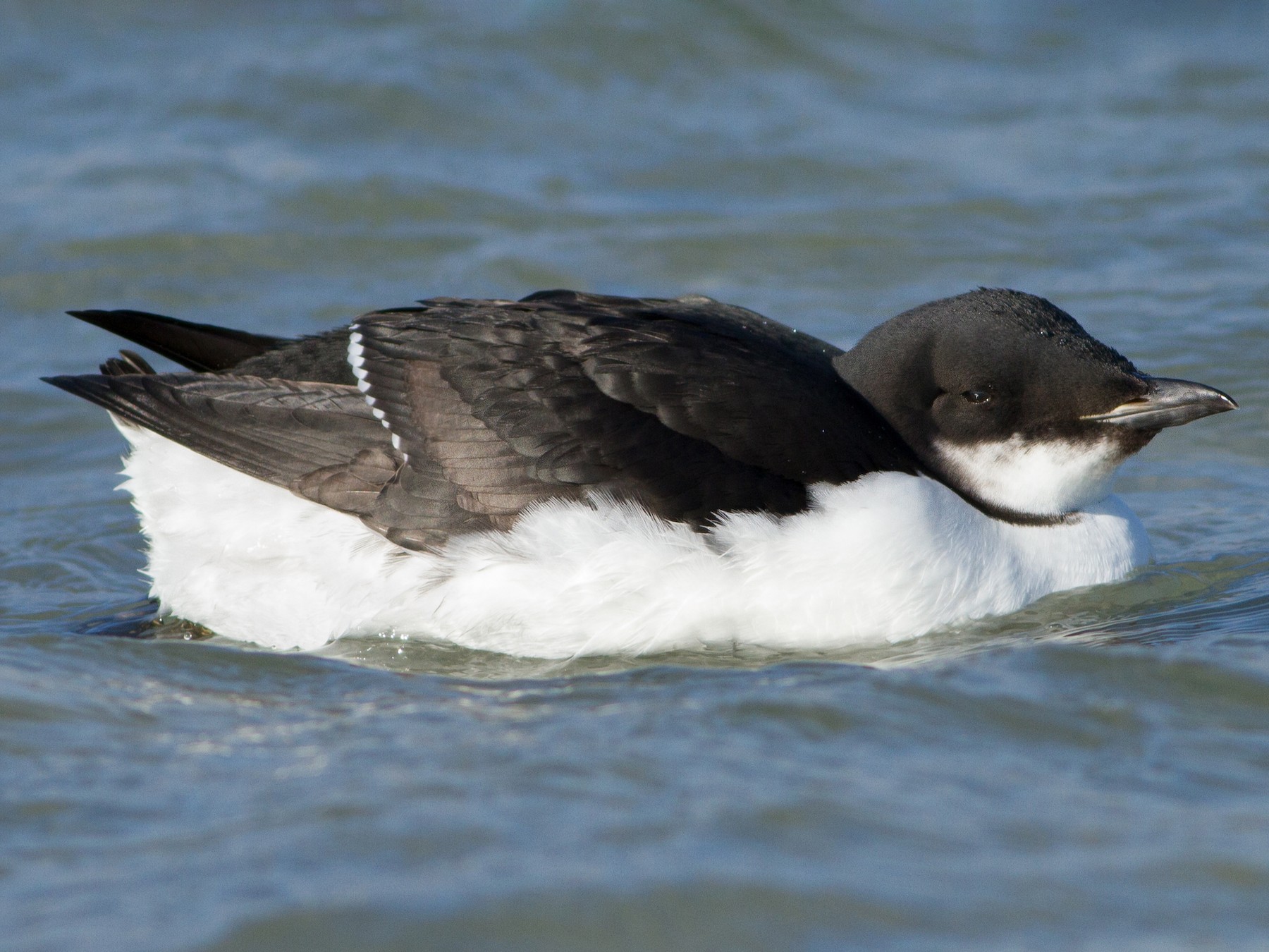 Thick-billed Murre - Lucas Bobay