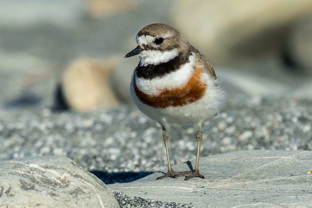 Double-banded Plover - ML311360221