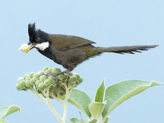  - Eastern Whipbird