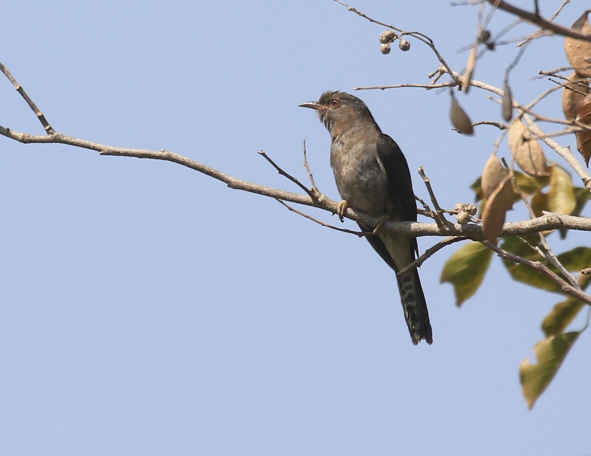 Gray-bellied Cuckoo - Vijaya Lakshmi