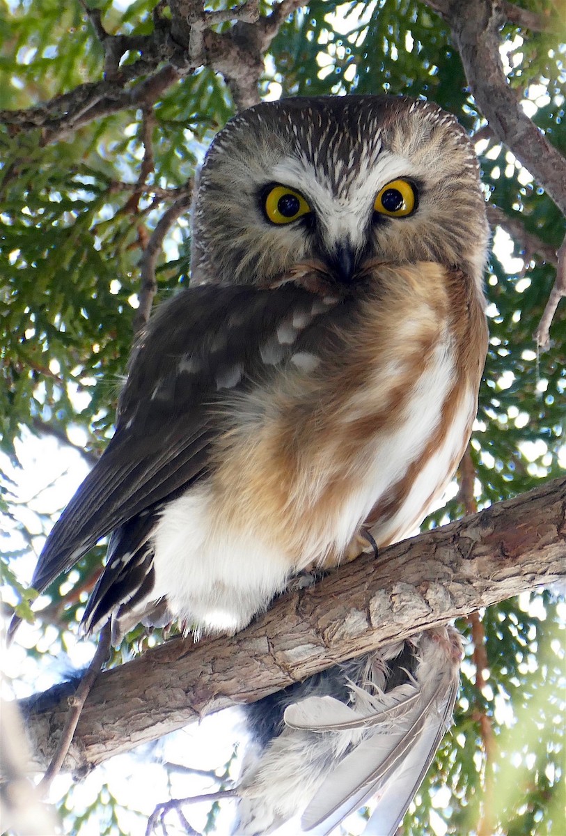 Northern Saw-whet Owl - Dave Trochlell