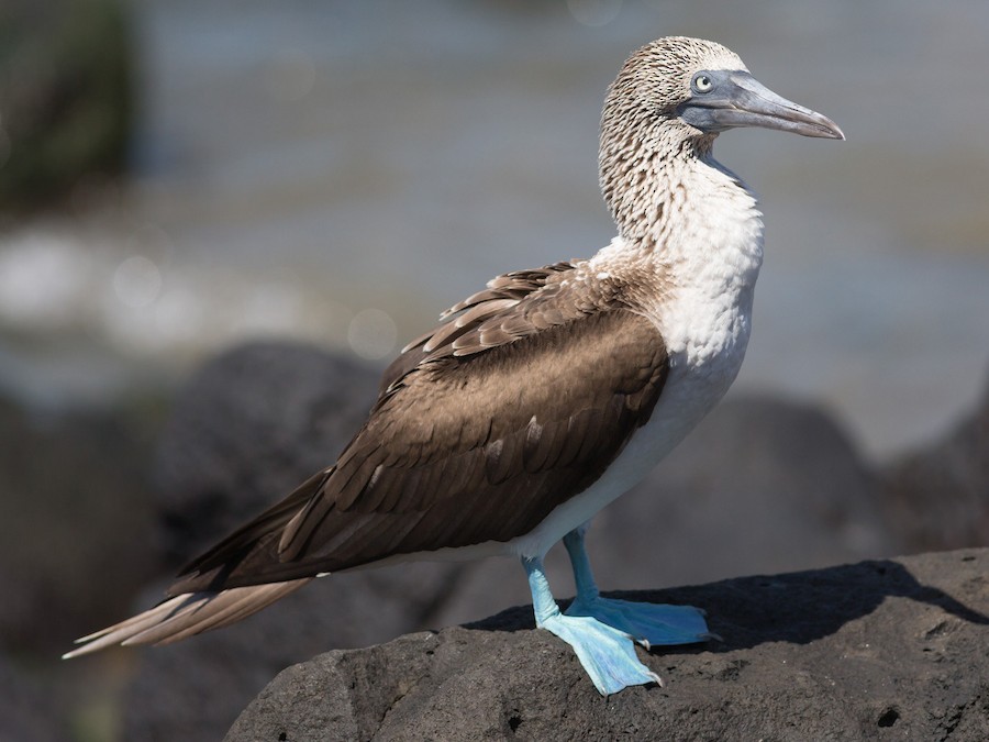 アオアシカツオドリ - eBird