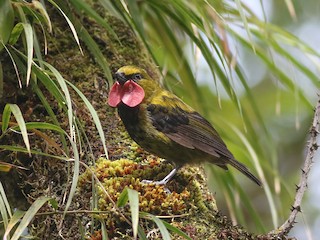  - Wattled Ploughbill