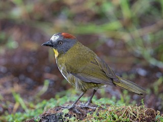  - Rufous-naped Bellbird