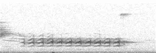 Weißbrustkleiber (carolinensis) - ML311365341