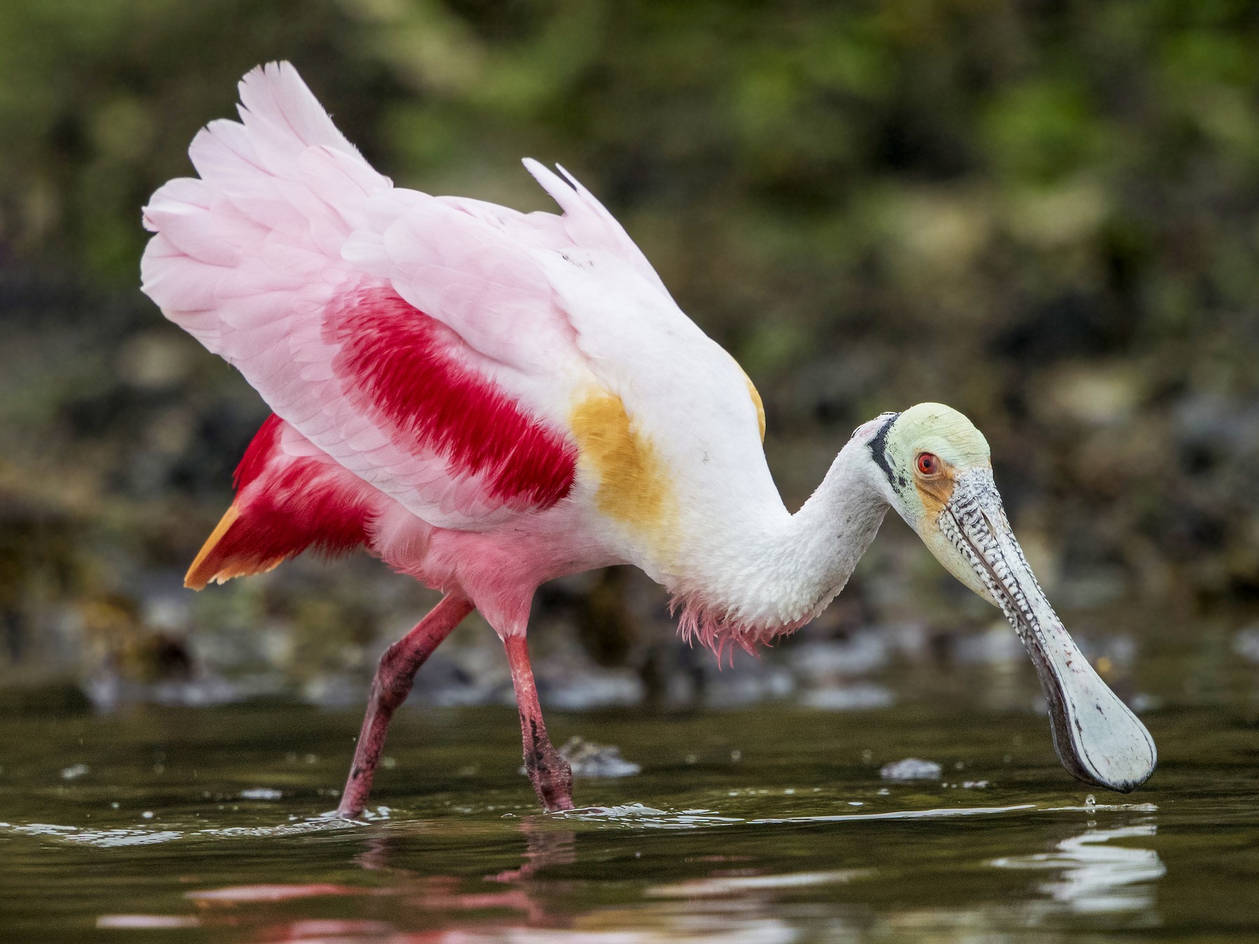 SALE* Size Extra Small Roseate Spoonbill Magenta All-Over Print