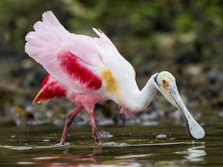 Roseate Spoonbill Platalea Ajaja Birds Of The World