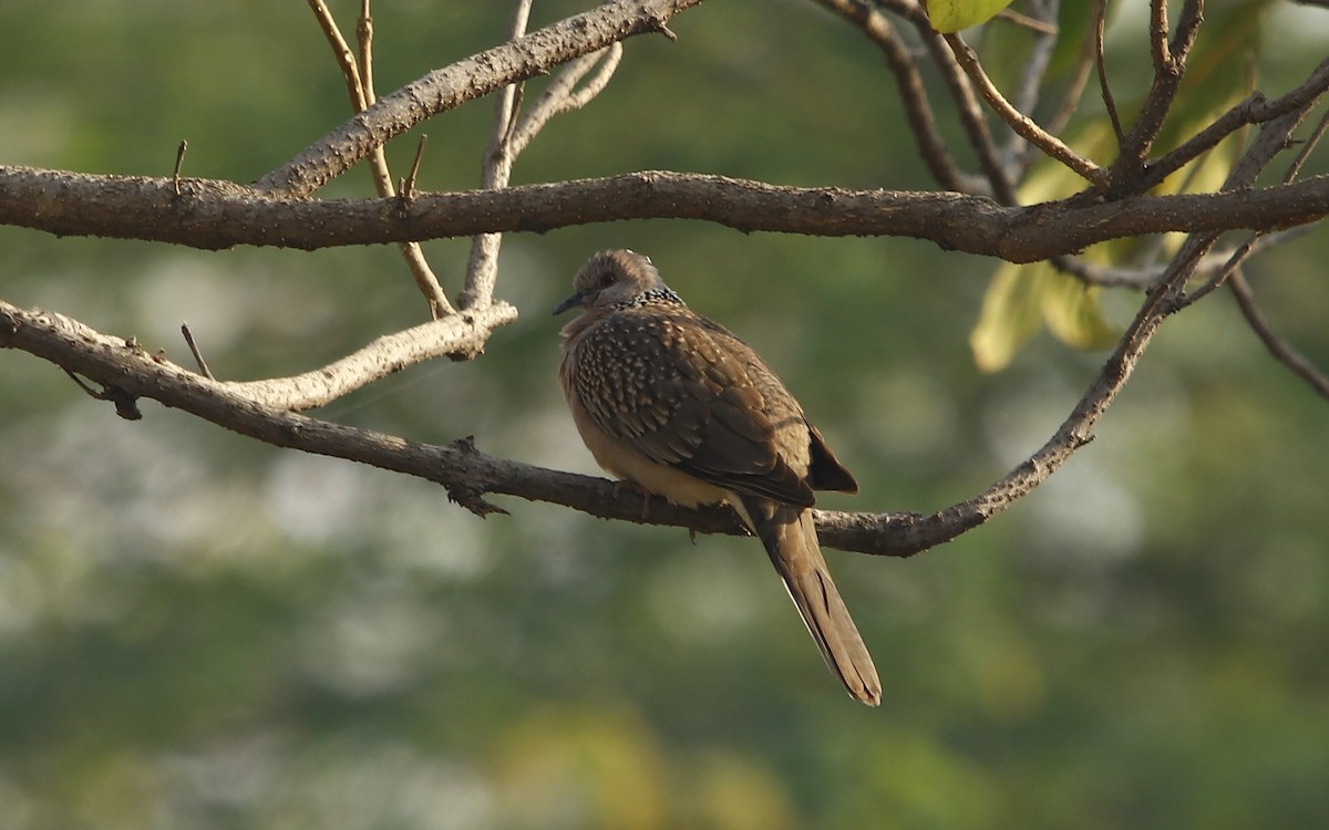 Spotted Dove - ML311367631