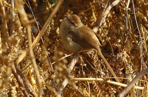 Tawny-flanked Prinia - eBird