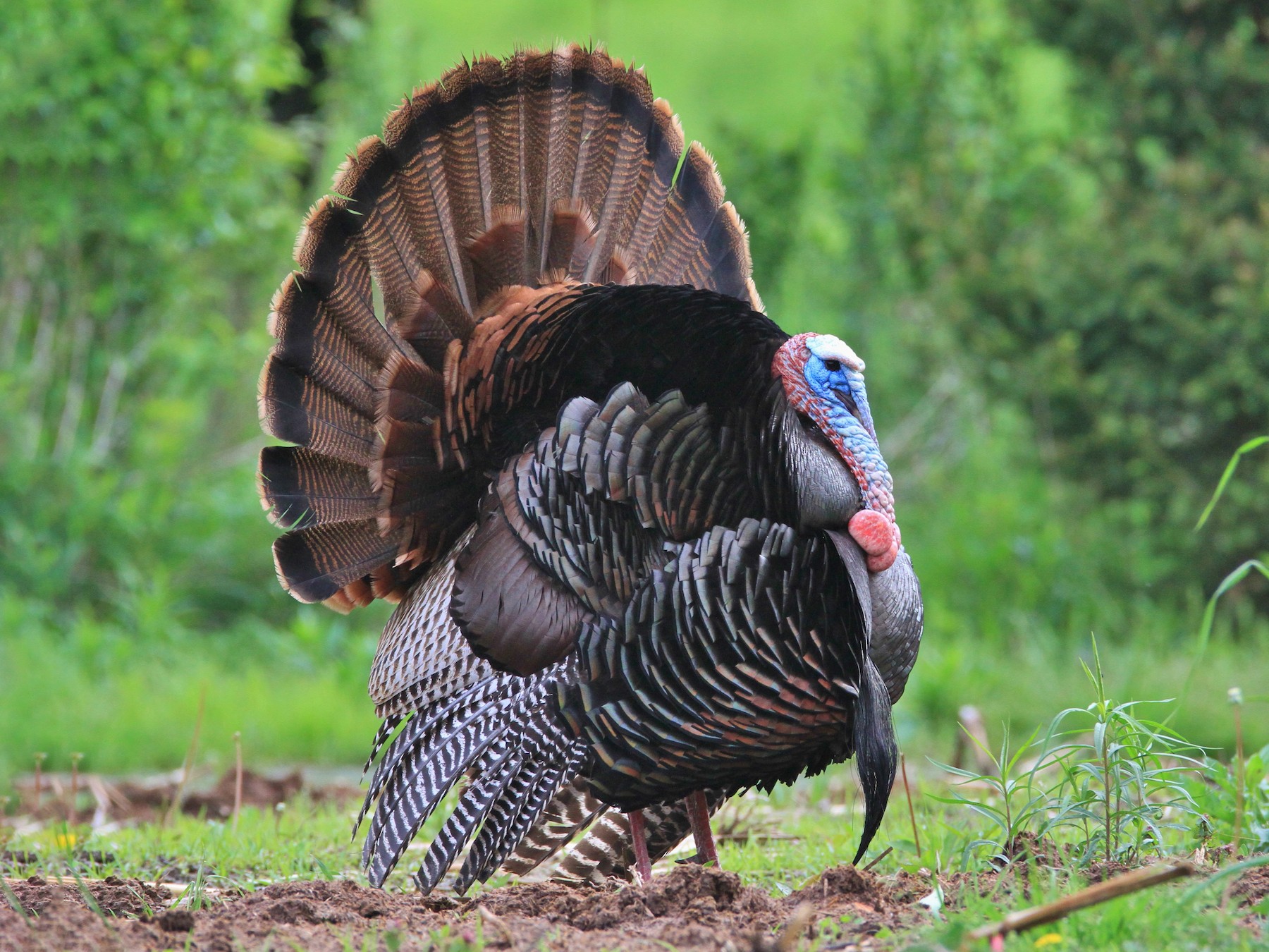 Wild Turkey EBird   1800