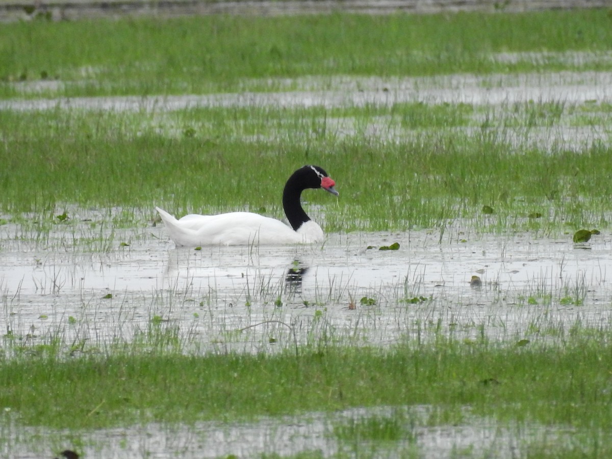 Black-necked Swan - ML31136981