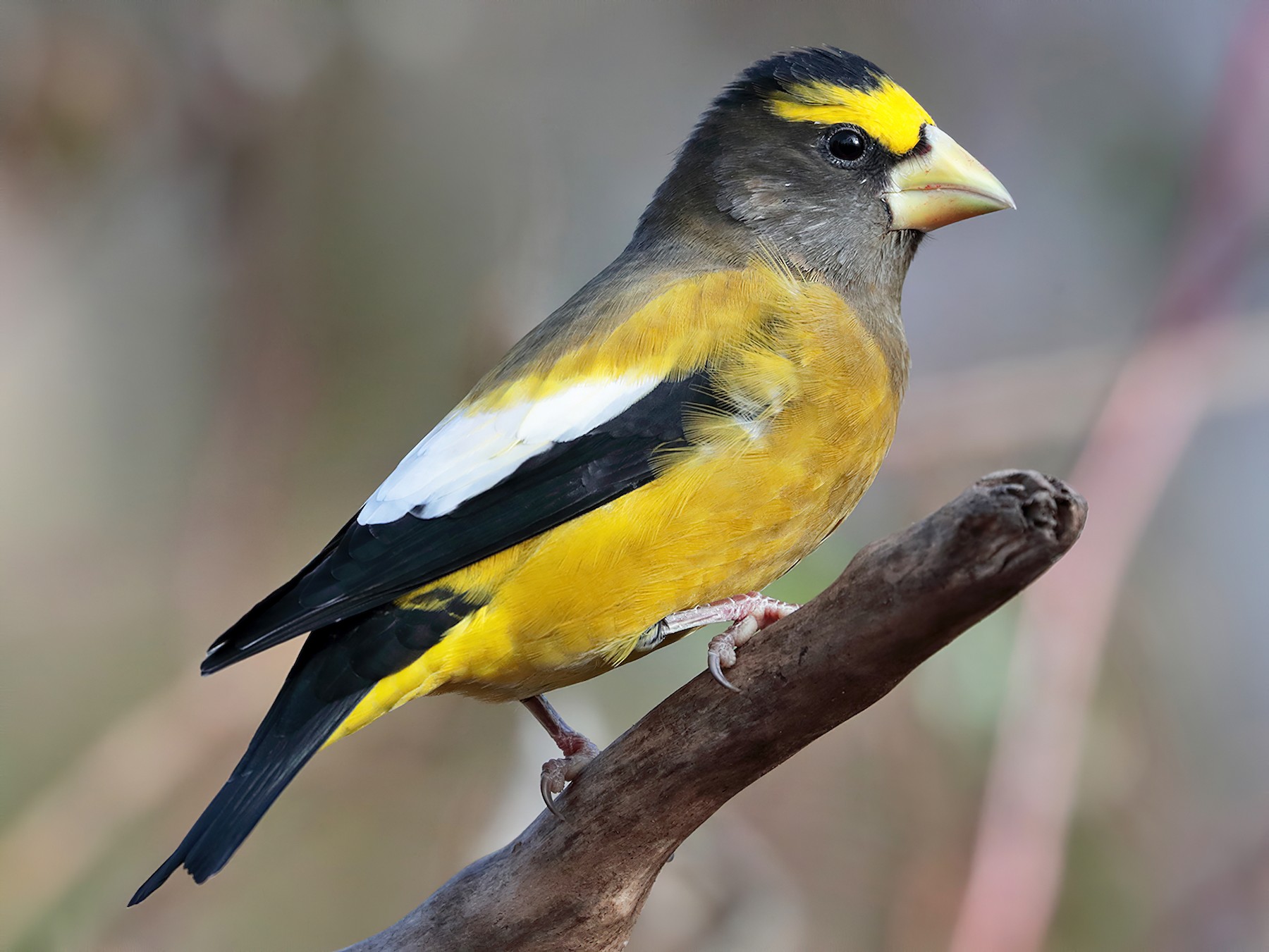 Evening Grosbeak - bellemare celine