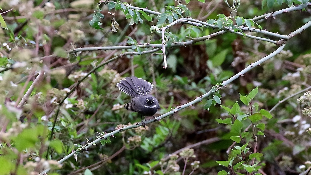 White-throated Fantail - ML311372641