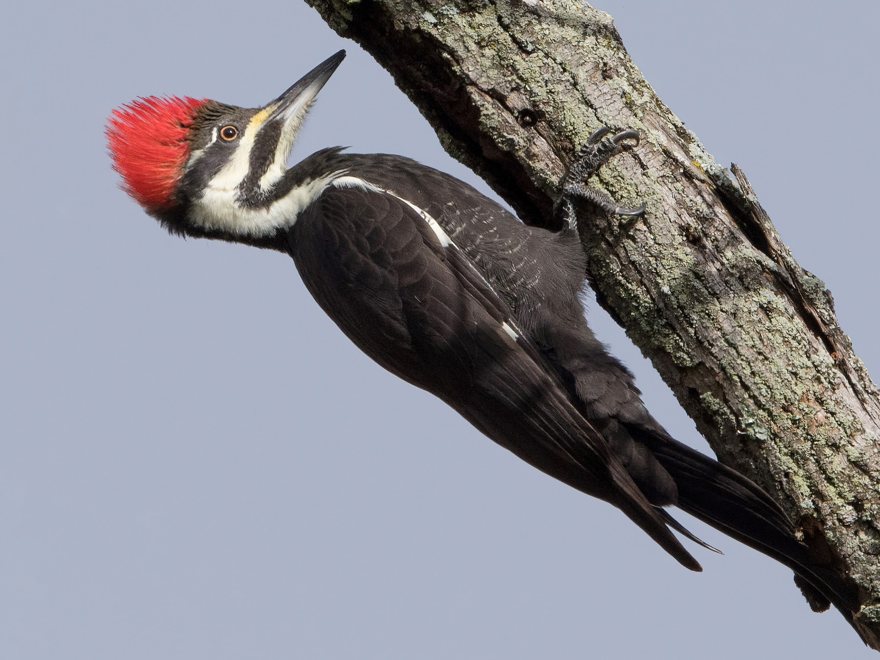 Pileated Woodpecker - William Higgins