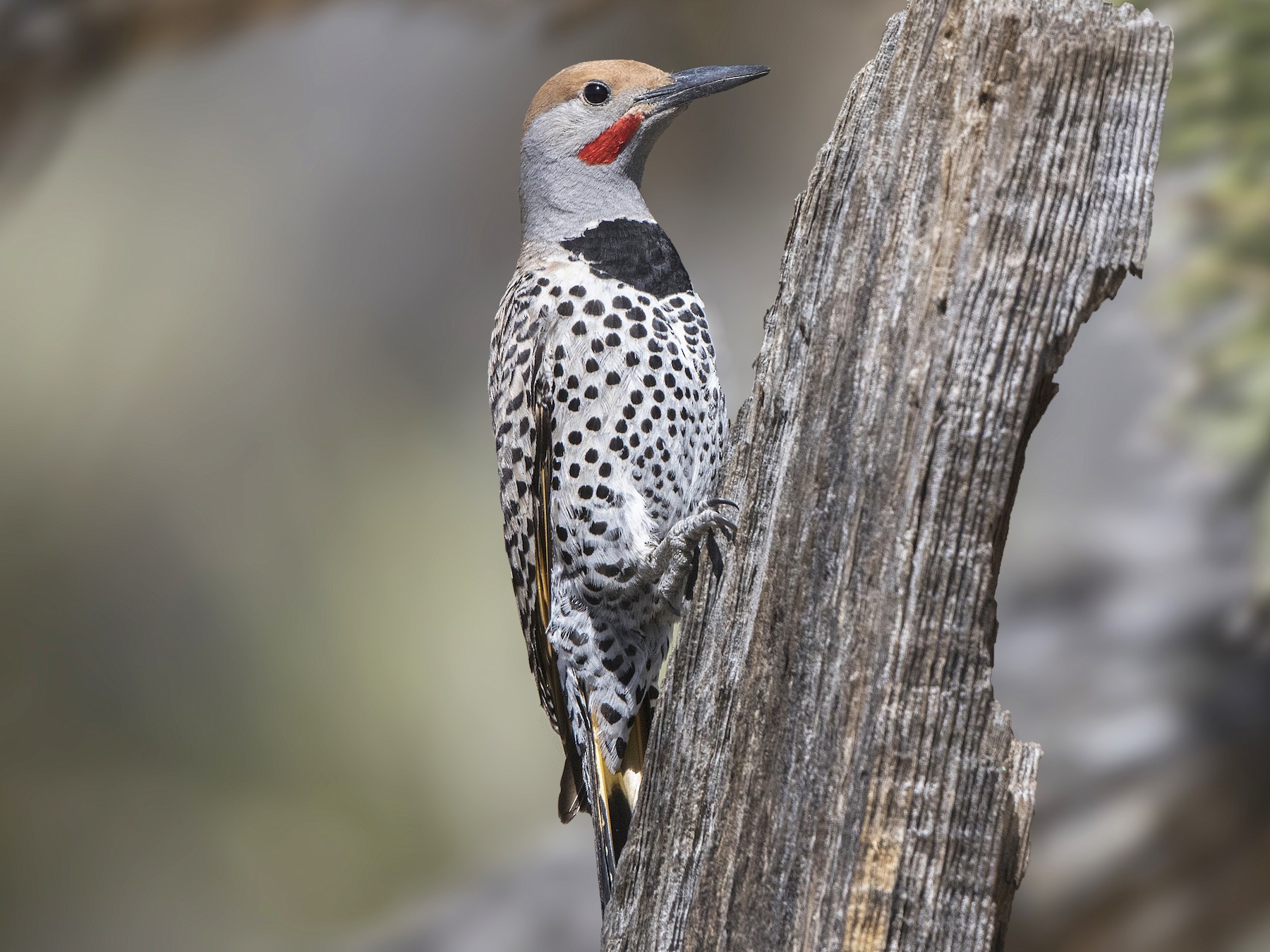 Gilded Flicker Ebird