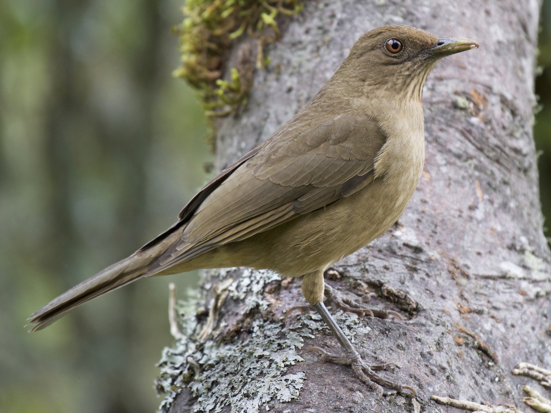 Clay-colored Thrush - Josiah Verbrugge